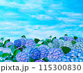 一面に咲いた紫陽花と快晴の空 115300830