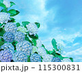 ホワイトとライトブルーの紫陽花と青空 115300831