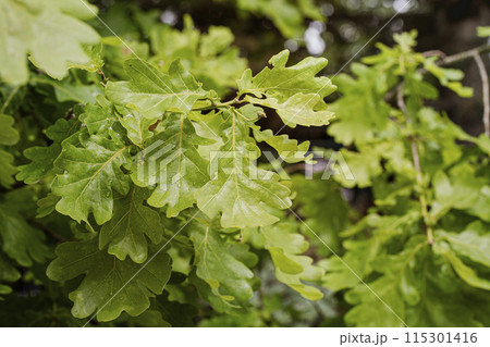 Pedunculate oak green leaves with rain drops in early summer, selected focus. Pedunculate oak green leaves with rain drops in early summer, selected focus. 115301416