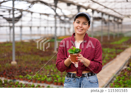 Young woman chief agronomist of wholesale base of ornamental plants inspects begonia 115301585