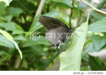 モンキアゲハ モンキアゲハ 115301662