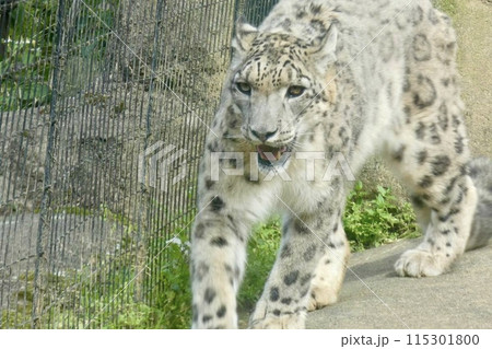 ユキヒョウ ユキヒョウ 115301800