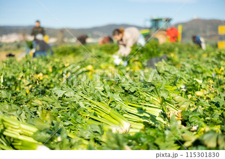 Freshly harvested celery on farm plantation with working people Freshly harvested celery on farm plantation with working people 115301830