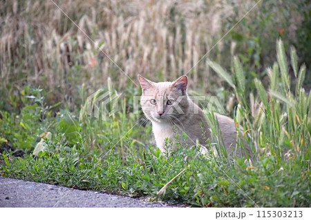 Flea cat itching its neck with paw on porch Flea cat itching its neck with paw on porch 115303213