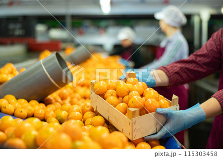 The hands of a worker in silicone gloves hold a crate of fresh ripe tangerines over a conveyor line. 115303458
