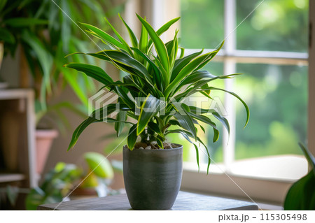 Graceful Dracaena Elegance Botanical 115305498
