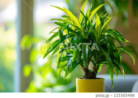 Stylish Dracaena Elegance Foliage Close-Up 115305499