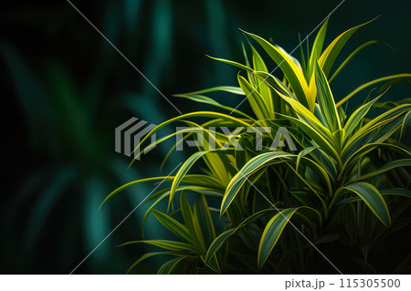Chic Dracaena Elegance Houseplant 115305500