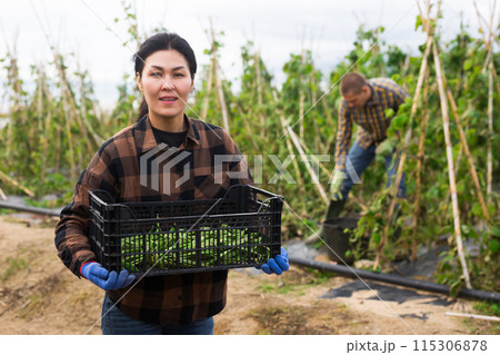 Asian woman farmer with crate of kidney beans on plantation Asian woman farmer with crate of kidney beans on plantation 115306878
