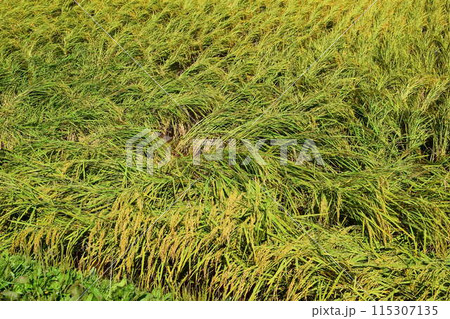 倒れた稲穂 収穫前の田園 115307135
