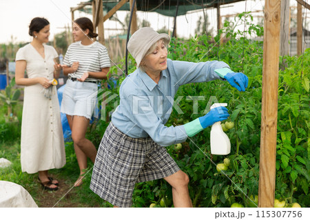 Mature woman spraying tomatoes Mature woman spraying tomatoes 115307756