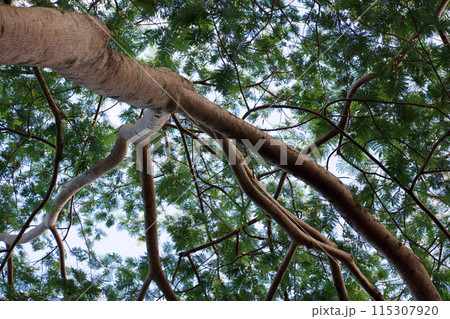 Branches, leaf of an Albizia tree 115307920