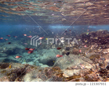Fish of many colors swim in the shallow waters 115307931