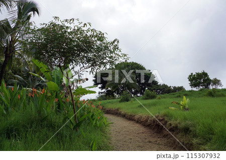 Path cut through Green overgrown grass in botanical garden 115307932