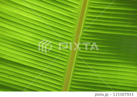Banana leaf close-up Banana leaf close-up 115307933