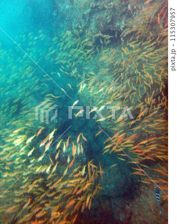 School of small fish swims in around coral rocks 115307957
