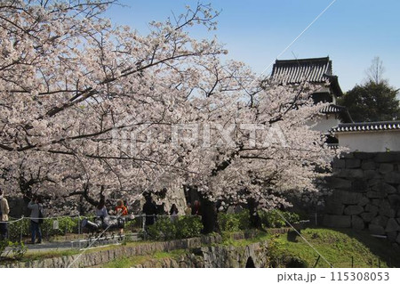 福岡市の舞鶴公園の桜 福岡市の舞鶴公園の桜 115308053