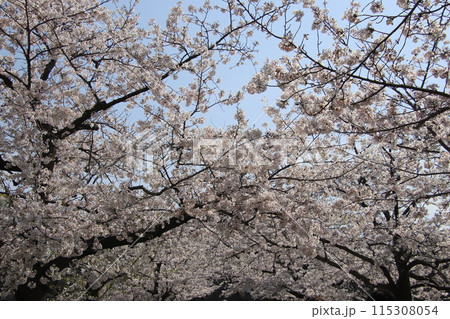 福岡市の舞鶴公園の桜 福岡市の舞鶴公園の桜 115308054