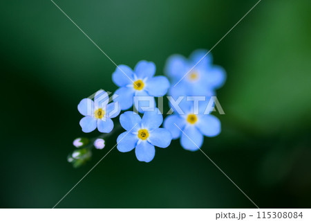 Blue Forget-me-not flowers in the dark forest 115308084