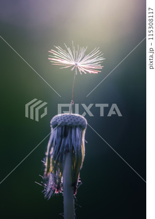 Fluffy single dandelion flower at clear blue sky background 115308117
