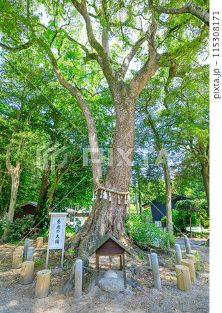 初夏の飯盛神社　御神木　福岡県福岡市 115308171