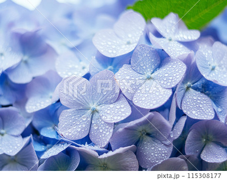 6月　梅雨　紫陽花　コピースペース 115308177