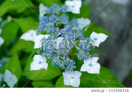 紫陽花 紫陽花 115308358