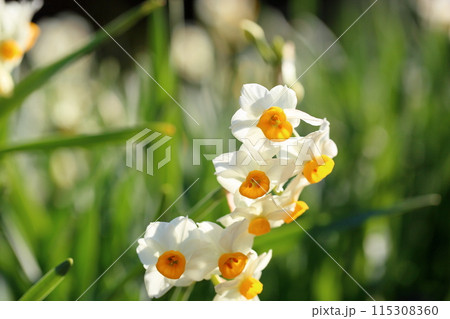 スイセンの花　満開 115308360