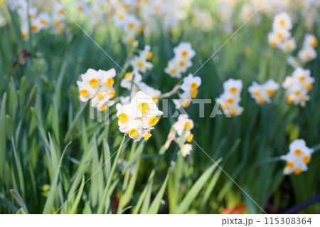 スイセンの花 満開 スイセンの花 満開 115308364