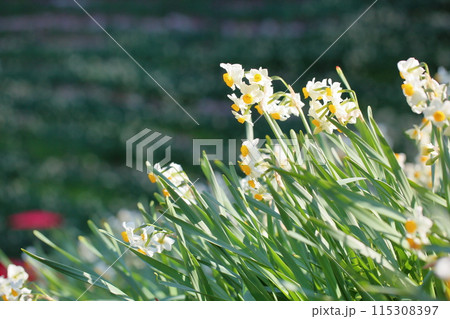 スイセンの花 満開 スイセンの花 満開 115308397