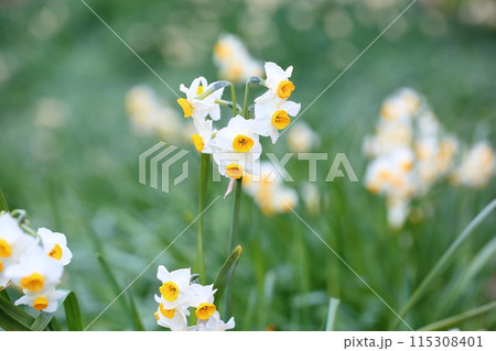 スイセンの花 満開 スイセンの花 満開 115308401