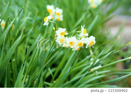 スイセンの花　満開 115308402