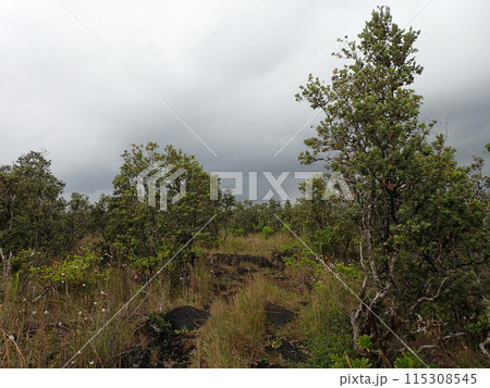 Ohia, grass, and other plants grow in lava field with cloudy sky Ohia, grass, and other plants grow in lava field with cloudy sky 115308545
