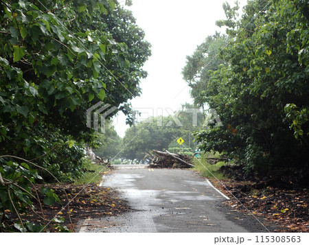 Trees and leafs blocked road on Voggy day Trees and leafs blocked road on Voggy day 115308563