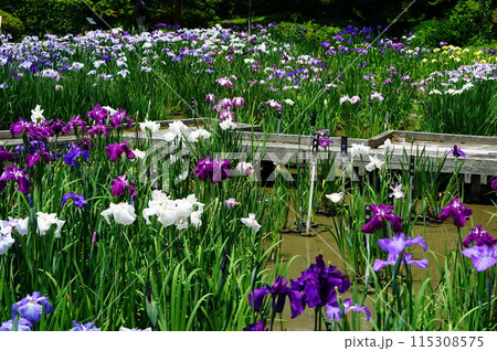 湿地帯の貴婦人 湿地帯の貴婦人 115308575