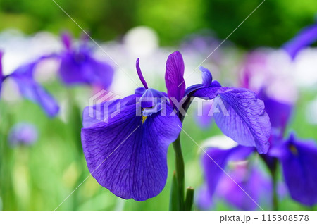 菖蒲園 菖蒲園 115308578