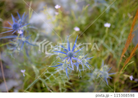 Mediterranean sea holly (Eryngium bourgatii ) is blooming in mountains of Montenegro on summer day. Mediterranean sea holly (Eryngium bourgatii ) is blooming in mountains of Montenegro on summer day. 115308598