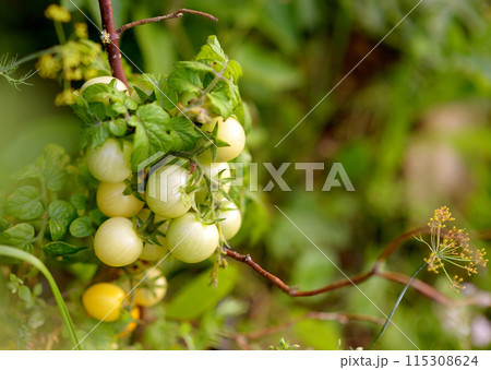 Yellow tomatoes plant is growing on the bed. Fresh organic maturing vegetable on agricultural farm. Close up 115308624