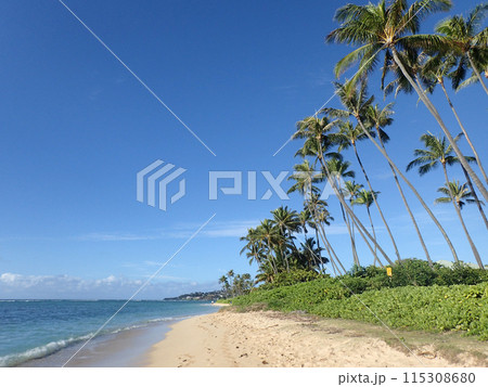Coconut Trees line Kahala Beach Coconut Trees line Kahala Beach 115308680