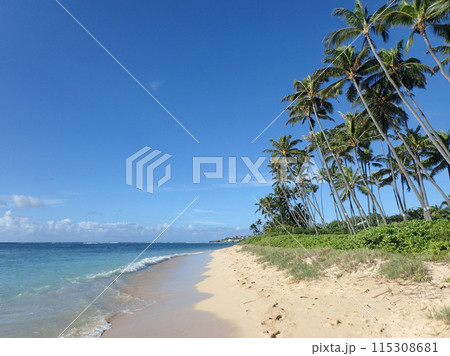 Coconut Trees line Kahala Beach Coconut Trees line Kahala Beach 115308681