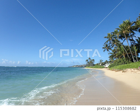 Coconut Trees line Kahala Beach 115308682