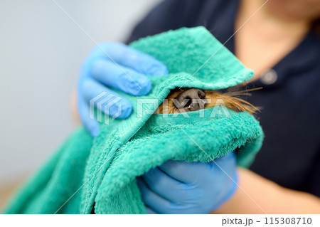 A dog grooming salon. A skilled female groomer washes a cute terrier with shampoo and wipes it with a towel. Pet care in a veterinary clinic. 115308710