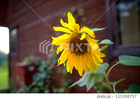 Sunflower growing on the backyard of village house. Beautiful flower in front of old wooden cottage. 115308737