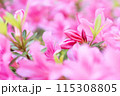 ツツジの花が咲いています 115308805
