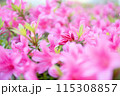 新緑の季節のツツジの密集した複数のピンク色の花を撮影して写真 115308857