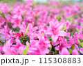 新緑の季節のツツジの密集したピンク色の花と葉を撮影して写真 115308883