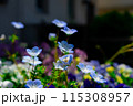 春の花壇に咲くネモフィラ 115308957