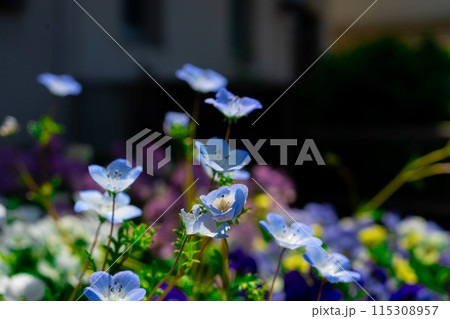 春の花壇に咲くネモフィラ 115308957