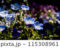 青いネモフィラの花 115308961