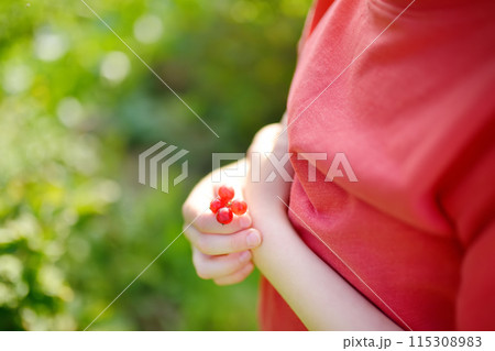 A child picking up red currant in the garden on a sunny summer day. Kids hand is stretching and grabbing ripe berries. A child picking up red currant in the garden on a sunny summer day. Kids hand is stretching and grabbing ripe berries. 115308983